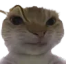 CatEyebrow CatEyebrow