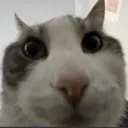 smallfucker