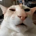 ani_cat_guh
