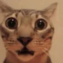 flabbercatsted