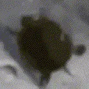 turtleRoll turtleRoll