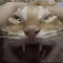 raagh
