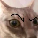 raisedmeow raisedmeow