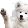 doggowave doggowave