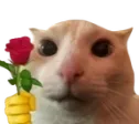 catRose catRose