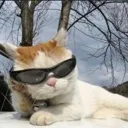 cat_kewl
