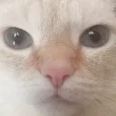 yen