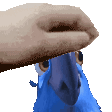 PetBlu Discord emoji
