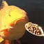 fishmunch fishmunch