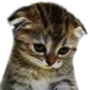 cat_sadd Discord Emoji