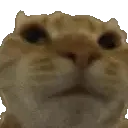 NoNo
