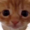 catstare