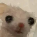 raro