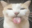 bleh