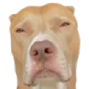 dug