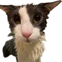 SogChamp