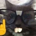 ummmCATchually