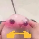 catshy