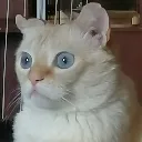 yena yena