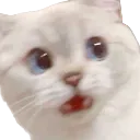 cat_shock