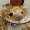 largenosekitty