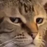 catstare