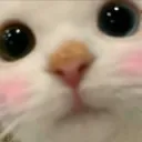 Meow meow Discord Emoji