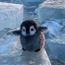 pengu