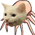 spidercatto