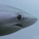 Sharkhuh