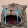 DCH_cat_cry