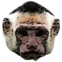 monke