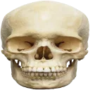 Skullo Skullo