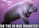 TheInHueManatee