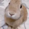 slungus slungus