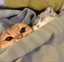 SleepingTogether