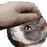 fluffpat Discord emoji
