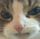 cateSmirk