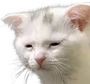cateTired