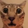catshock catshock