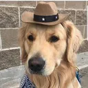 dogcowboy