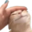 goodcat goodcat