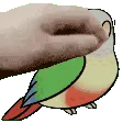 KiwiPet KiwiPet