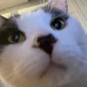 catstare catstare