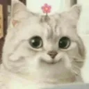 Happikitty Discord Emoji