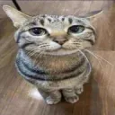Gatostare