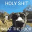 HOLYSHITWTF