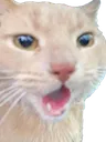 CatSoy CatSoy