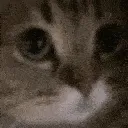 meow