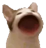 PopCat